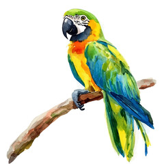 Parrot, watercolor illustration vector, isolated on a white background. © azendia