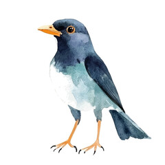 Myna Bird, watercolor clipart vector, isolated on a white background.