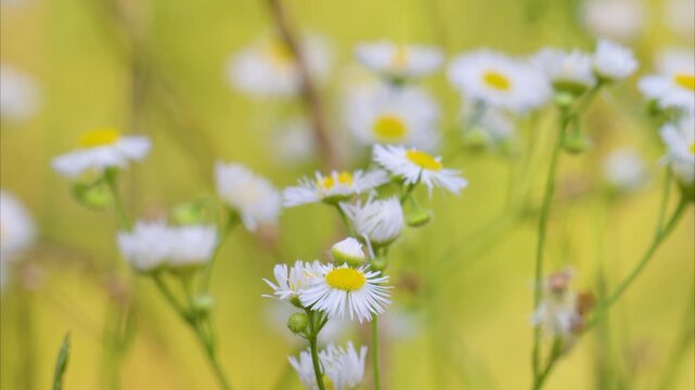 Video of flowers and grasses in a meadow in summer