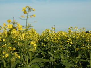 Obraz premium Yellow Canola Blossoms Across Farmland in Paraguay