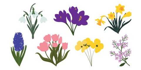  Spring flower illustration set with tulips, daffodils, hyacinth and crocus, Colorful botanical clipart collection for greeting card and wedding invitation design © Malaika