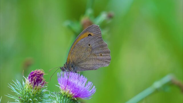 Video of a butterfly collecting nectar on a flower in summer