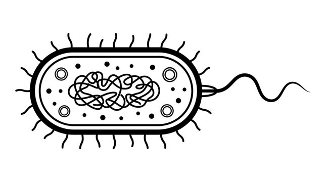 A detailed illustration of a bacterium with flagellum and genetic material inside its cell