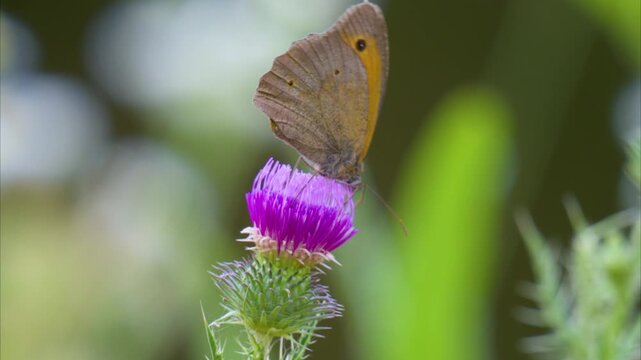 Video of a butterfly collecting nectar on a flower in summer
