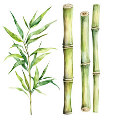 Fototapeta premium Bamboo High Quality, watercolor painting vector, isolated on a white background.