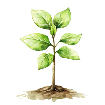 Balsa Sapling High Quality, watercolor clipart vector, isolated on a white background.