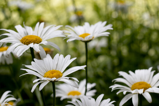 White daisies bloom in a garden with green background during the spring season