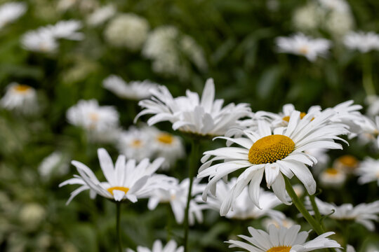 Daisies bloom in a garden during springtime with green leaves in the background