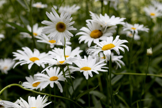 Daisies bloom in a garden during the day with sunlight shining on fresh petals and green leaves