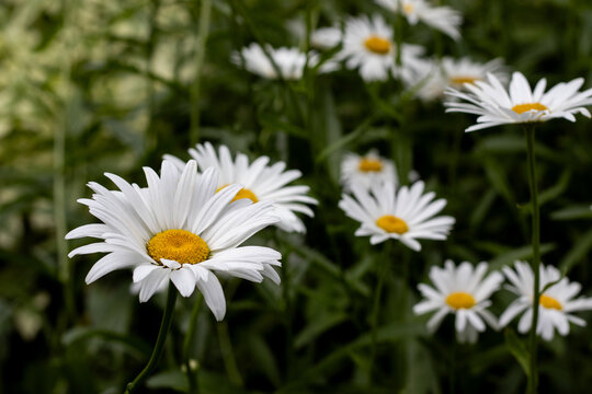 Flowers bloom in a garden during spring with white petals and yellow centers surrounded by green leaves