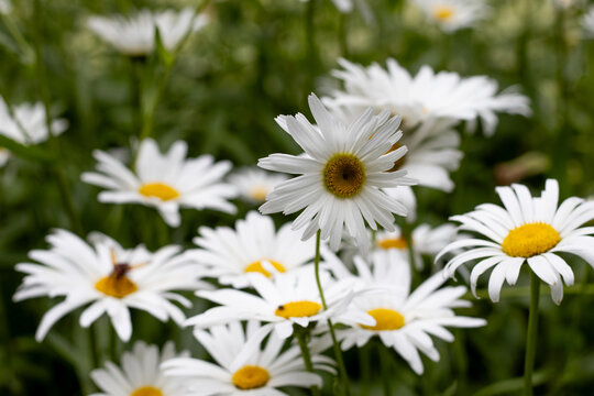 Daisies bloom in a garden during springtime, showcasing white petals and yellow centers under sunlight