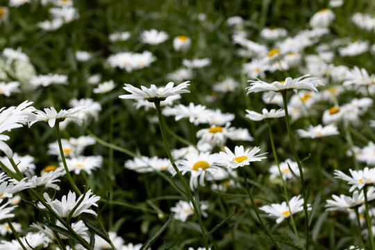 Field of white flowers blooms in bright sunshine during spring season in a garden