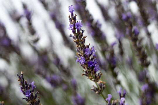 Lavender flowers bloom under bright sunlight in a garden setting during late spring, showcasing their vibrant purple colors and delicate petals