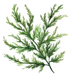 Fototapeta premium Asparagus Fern High Quality, watercolor vector, isolated on a white background.