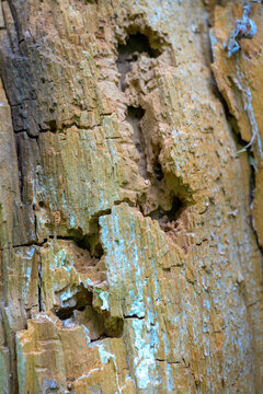 Weathered bark shows signs of insect damage. Cracks and holes reveal wood-boring insect activity. Faded brown tones contrast with greenish moss patches. Texture highlights natural decay