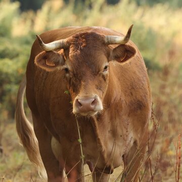 vache