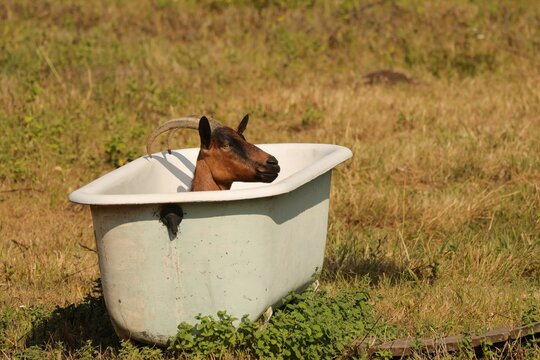 dans la baignoire 