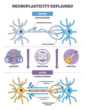 Neuroplasticity diagram, learning, repetition, and practice strengthen neural pathways, turning weak synapses into fast, myelinated signals, main objects, neurons, synapses, myelin. Outline diagram