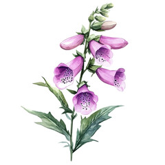 Foxglove Flower, detailed watercolor painting, isolated on a white background. © teralis