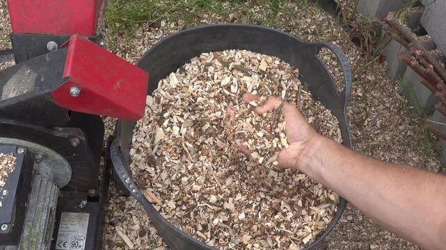 Gardener checking quality of freshly shredded wood chips in a bucket next to an electric chipper machine for organic mulching