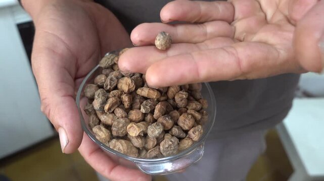 Person holding a glass bowl analyzing a handful of organic chufa sedge tiger nuts for planting in a garden