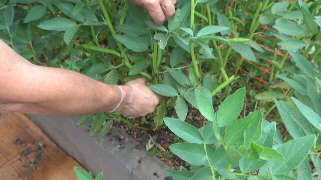 Farmer's hands picking ripe fava bean pods, illustrating sustainable agriculture, farm-to-table practices, and healthy eating