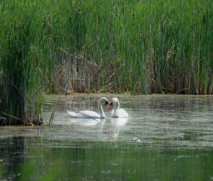 a bonded pair of mute swans