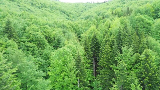 Zawoja, Lesser Poland, Poland. Forward descending drone footage over dense mixed forest, Mosorny Potok stream and a woodland road above Mosorny Potok Waterfall near Mosorny Groń.