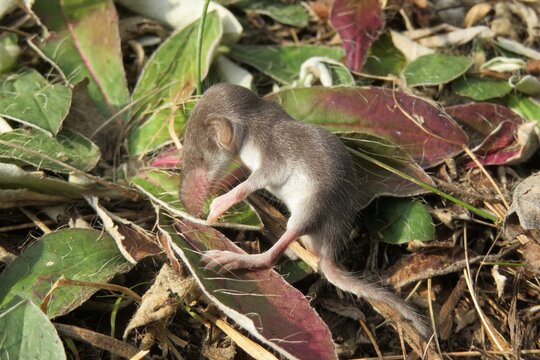 Small baby shrew on grass in the garden, closeup
