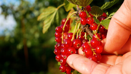 Woman's hand checking the ripeness of red currants and picking ripe berries from the bush. Organic berry harvest in the garden. Fresh vitamin-rich fruit for healthy eating and a natural summer dessert © Sinelie