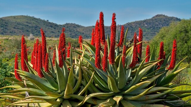 Like red jewels in the afternoon sunlight, winter flowering aloes (Aloe ferox) brighten  up the Klein Karoo near Uniondale. 
