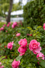 Obraz premium Close-up of vibrant pink roses blooming in a lush garden, with a blurred natural background.