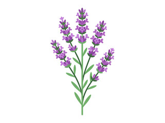 Obraz premium Lavender Flower Purple Blooming Plant.