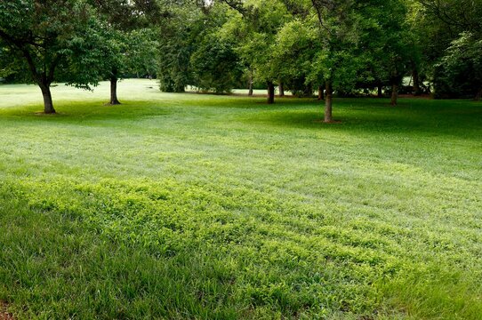 Shades of green in summer
