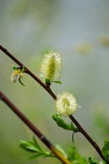 Willow © Светлана Калинина