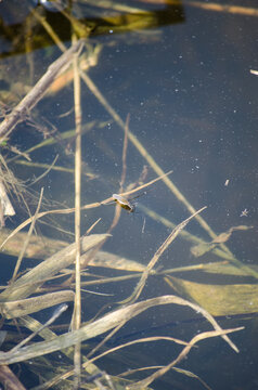 Water Strider