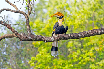 Great hornbill perched on tree branch in tropical forest © Deep