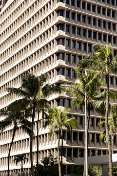 Office tower framed by palm trees in downtown Honolulu, Oahu