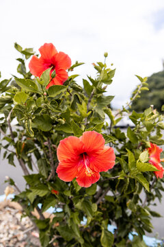 Red hibiscus flowers blooming near the Pearl Harbor memorial grounds, Oahu