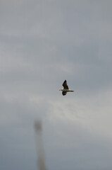 Fototapeta premium A seagull in flight