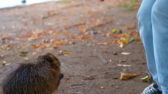 Coypu eating biscuit from tourist hand. Furry coypu balancing on back legs, grasping and nibbling biscuit offered by human hand in sunlit autumn park with fallen orange leaves surrounding ground