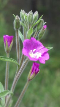 Grayish stem, green pointed leaves, pink flowers, ornamental hairy willowherb