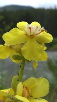 A decorative Mullein plant with green stems and yellow flowers.