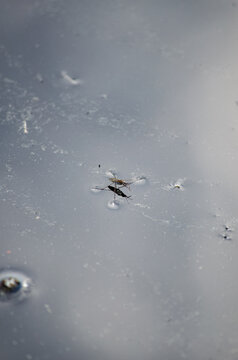 Water Strider