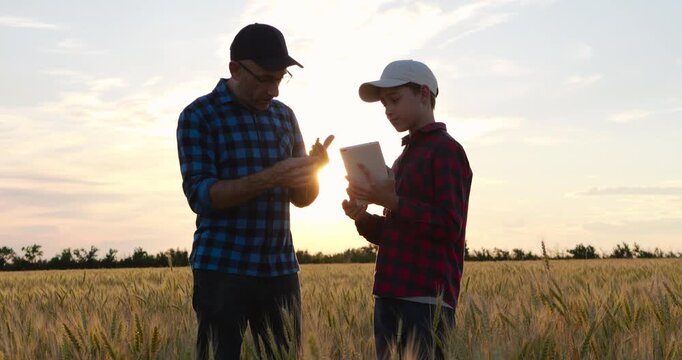Farmer father shows wheat ear to son while discussing crop conditions with tablet in golden field. Family farming combines agricultural knowledge, digital technology and future of smart agriculture.