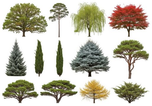 Collection of various trees with different foliage and shapes