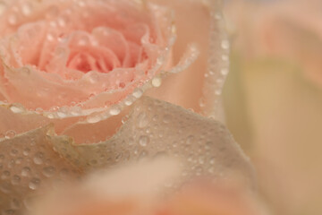 Fototapeta premium Smoke close-up selective soft focus cream pink beige Rose Flower bud.Petal and water Drops. Natural blur background.