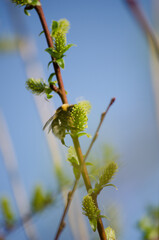 Bumblebee on a willow tree © Светлана Калинина