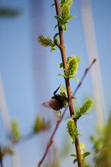 Bumblebee on a willow tree © Светлана Калинина