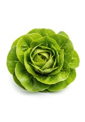 Fototapeta premium Vibrant green head of fresh lettuce with crisp, ruffled leaves and water droplets, isolated on a white background for food photography, cooking, isolated, gourmet